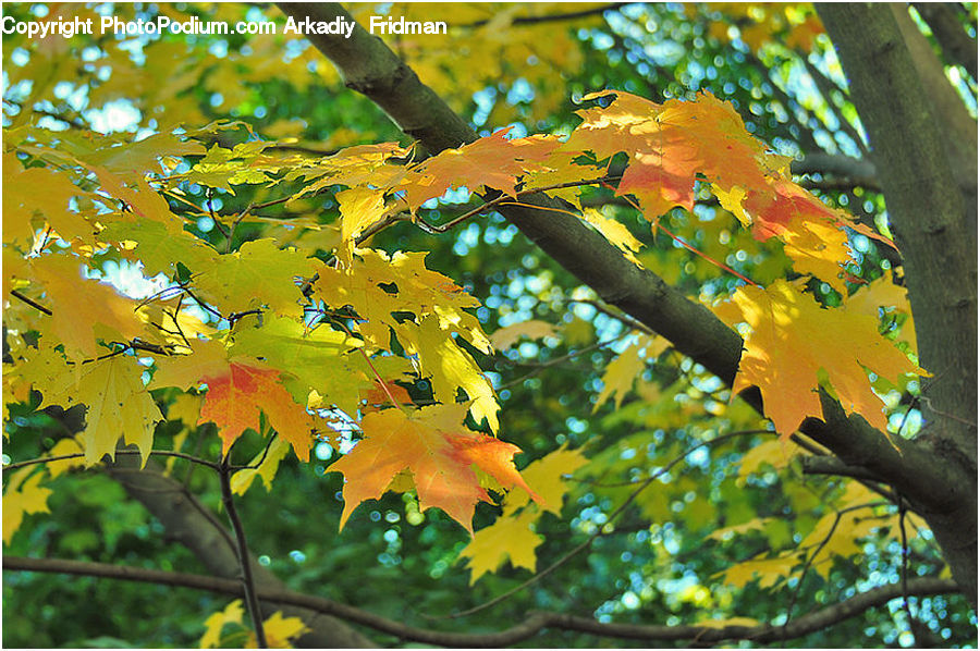 Oak, Sycamore, Tree, Tree Trunk, Wood, Birch, Maple