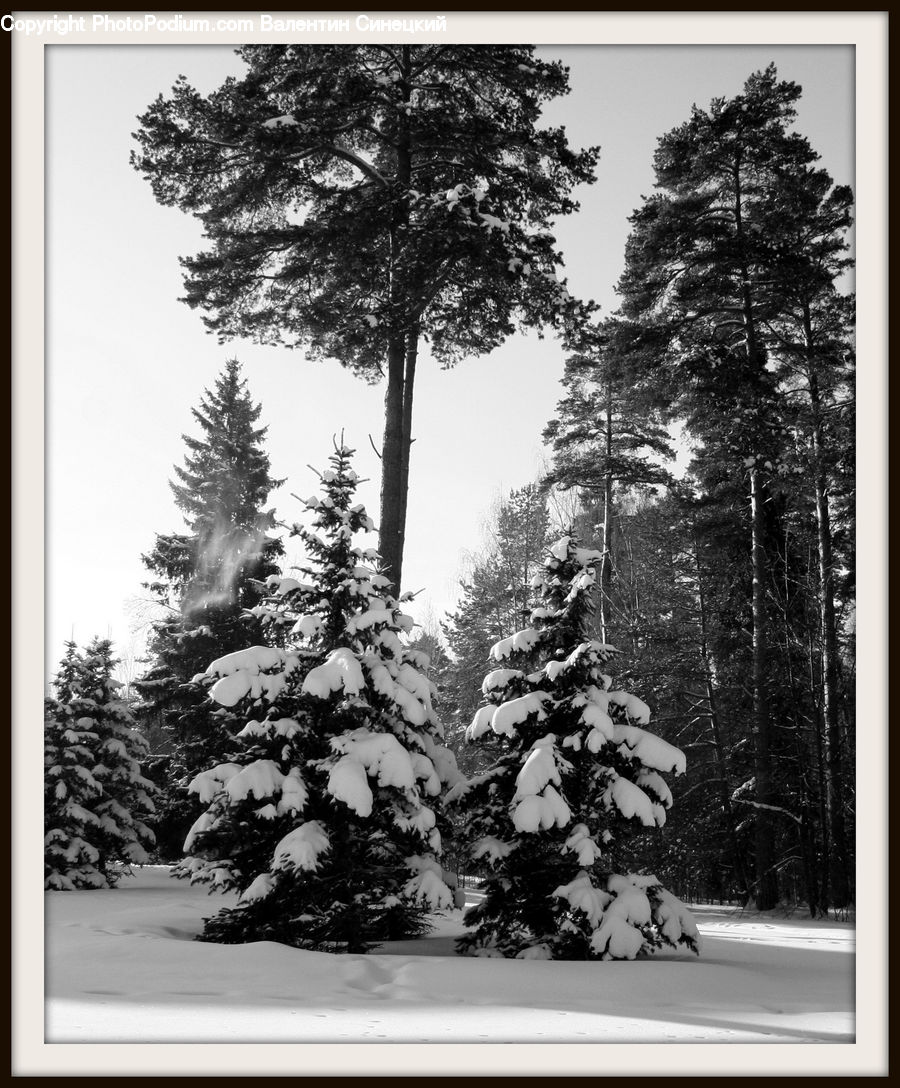 Ice, Outdoors, Snow, Conifer, Fir, Spruce, Wood