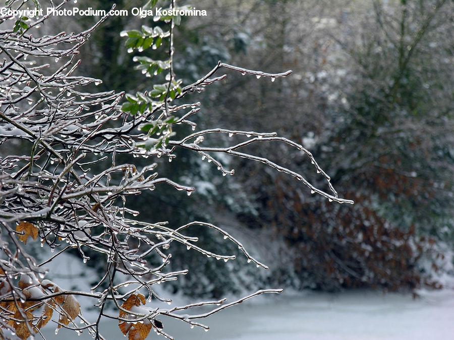 Bird, Robin, Frost, Ice, Outdoors, Snow, Conifer