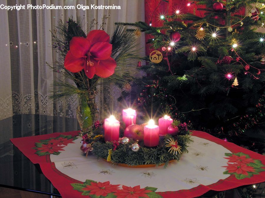 Plant, Potted Plant, Fireworks, Night, Carnival, Festival, Candle