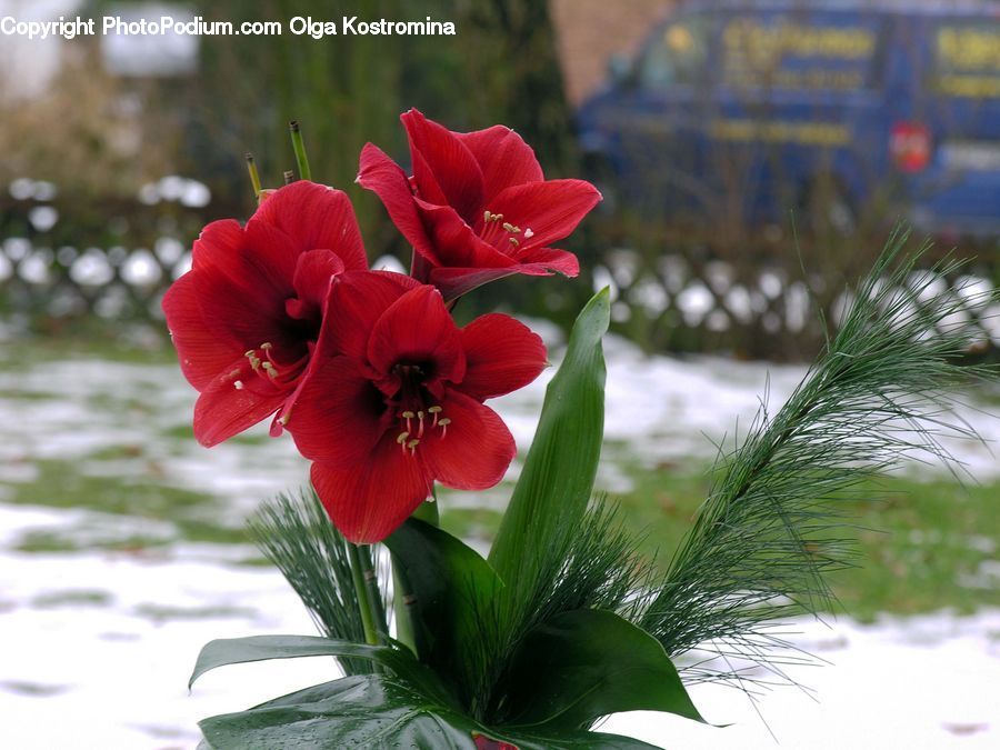 Flora, Flower, Gladiolus, Plant, Blossom, Geranium, Petal
