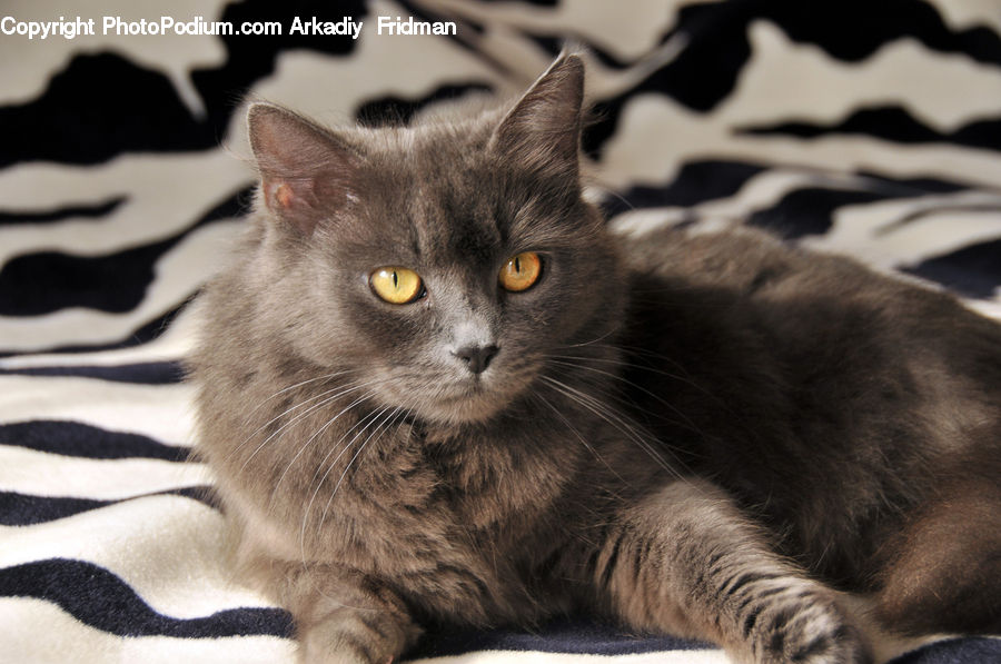 Animal, Cat, Mammal, Manx, Pet, Kitten, Black Cat