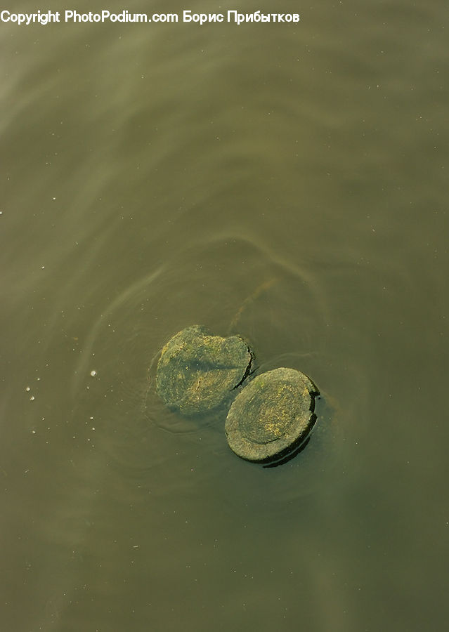 Coin, Dime, Money, Nickel