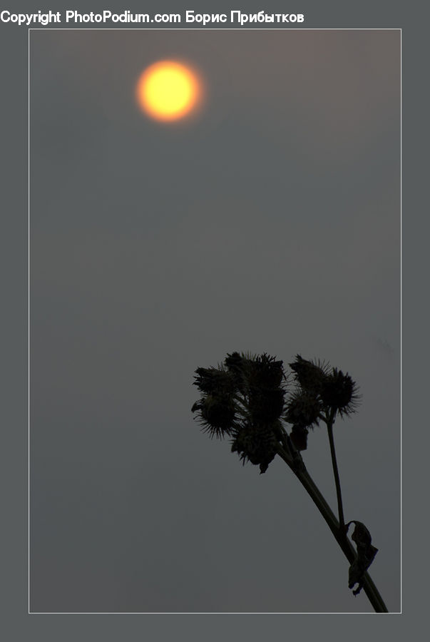 Astronomy, Moon, Night, Outdoors, Space, Arecaceae, Palm Tree