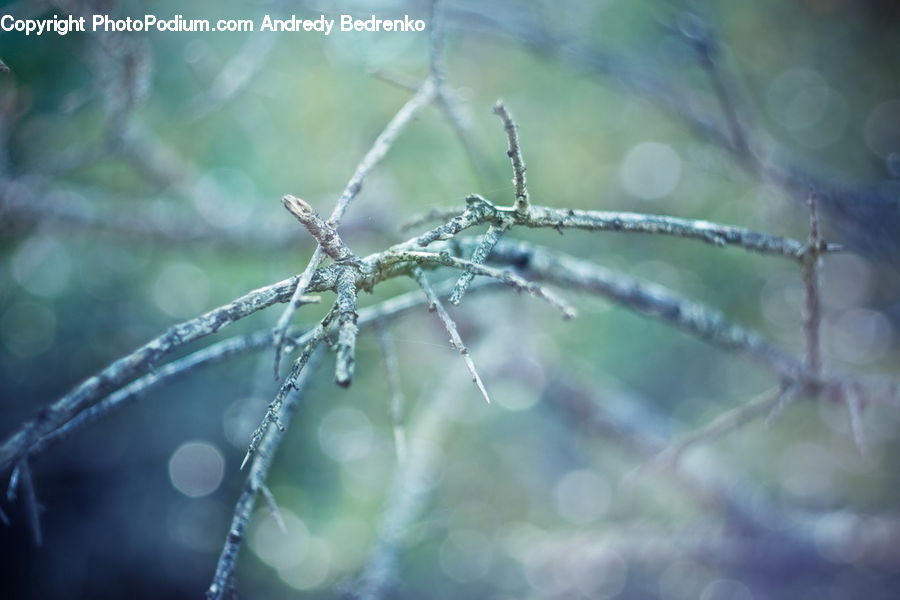 Arachnid, Garden Spider, Insect, Invertebrate, Spider, Argiope, Conifer