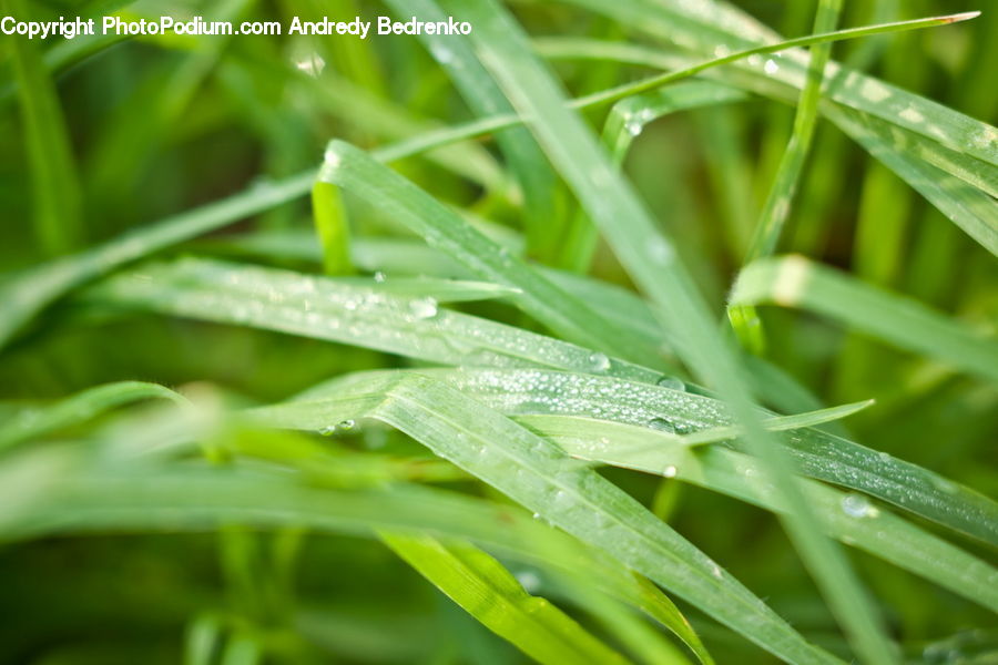 Field, Grass, Grassland, Plant, Cricket Insect, Grasshopper, Blossom