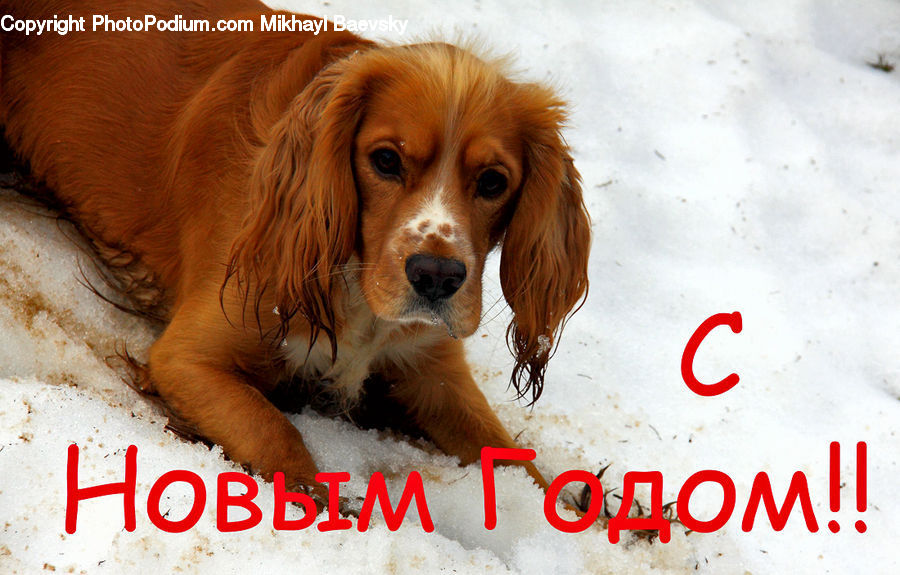 Animal, Canine, Cocker Spaniel, Dog, Mammal, Pet, Spaniel