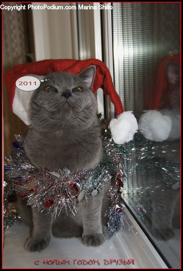 Hail, Weather, Animal, Chinchilla, Mammal, Rodent, Motor