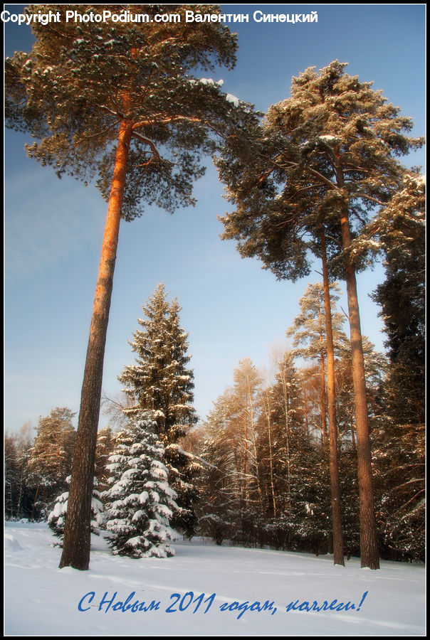Conifer, Fir, Plant, Tree, Spruce, Wood, Landscape