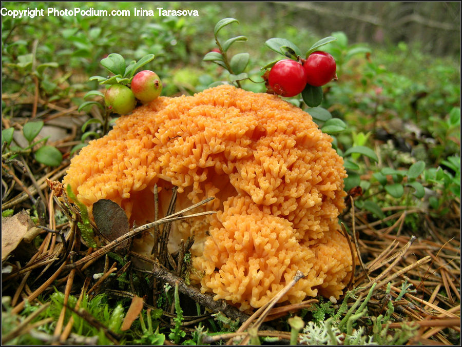 Agaric, Amanita, Fungus, Mushroom, Plant, Bowl, Food