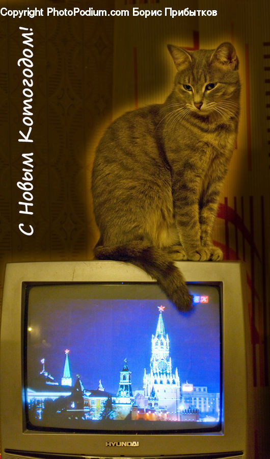 Animal, Cat, Mammal, Pet, Monitor, Screen, Abyssinian