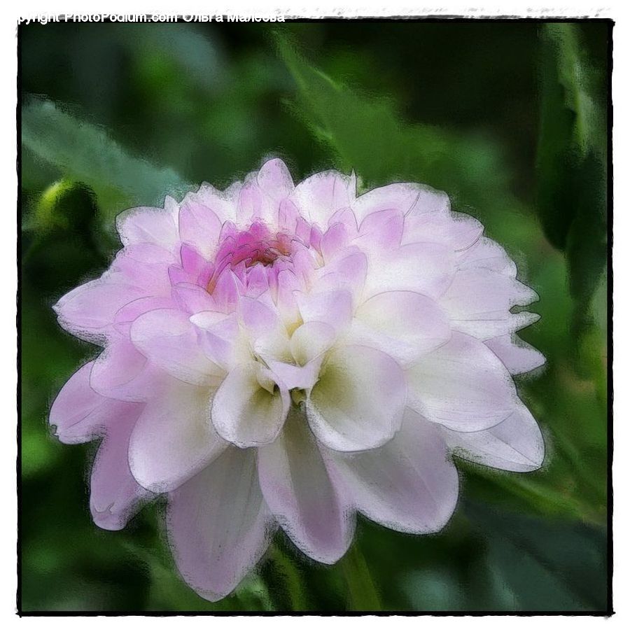 Blossom, Dahlia, Flora, Flower, Plant, Geranium, Asteraceae