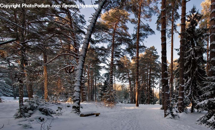 Forest, Vegetation, Conifer, Fir, Plant, Tree, Pine