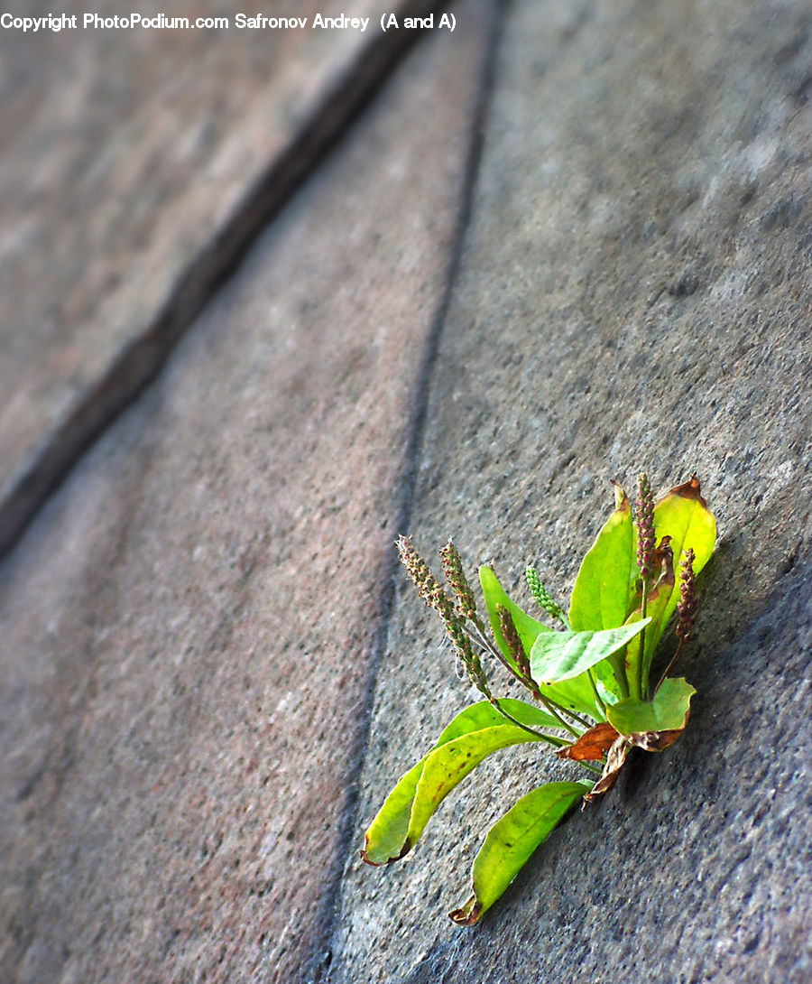 Cricket Insect, Grasshopper, Insect, Invertebrate, Amphibian, Frog, Tree Frog