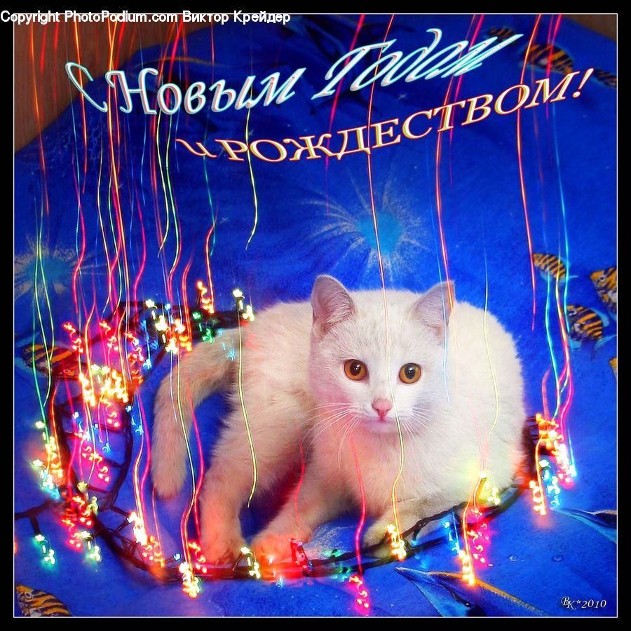 Animal, Cat, Mammal, Manx, Pet, Glitter, Light