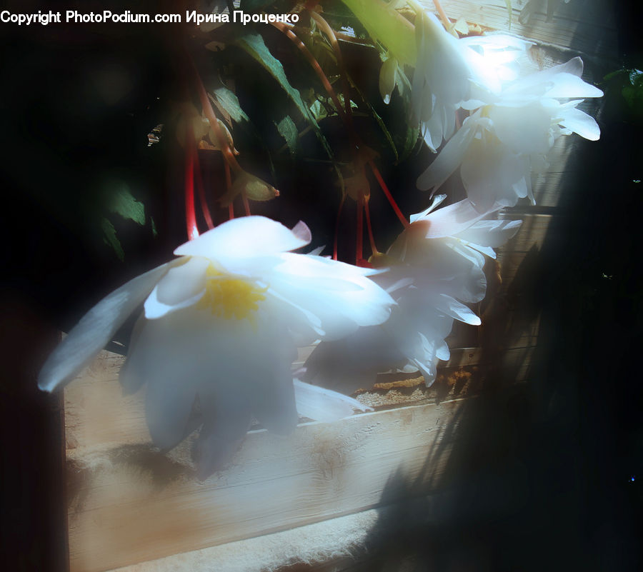Flora, Flower, Gladiolus, Plant, Blossom, Flower Arrangement, Flower Bouquet