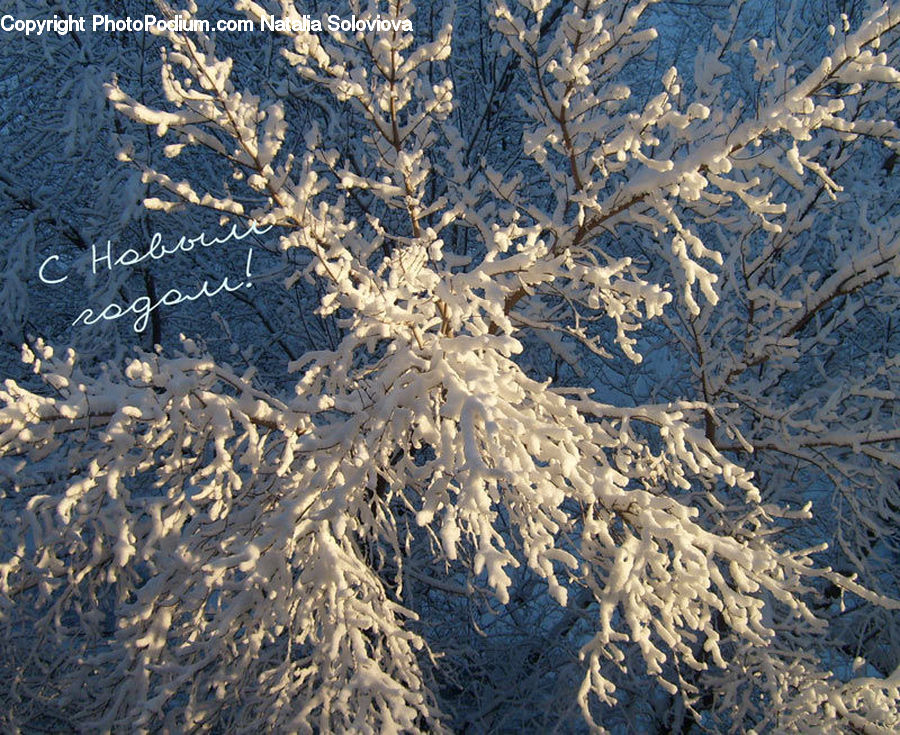 Frost, Ice, Outdoors, Snow, Aerial View, Conifer, Fir