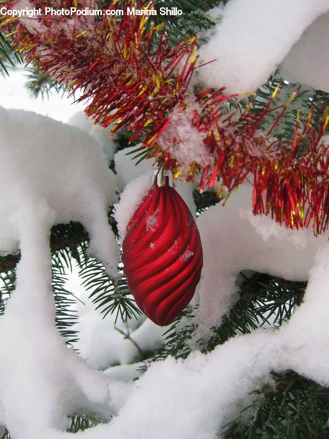 Ornament, Conifer, Fir, Plant, Tree, Wood, Yew