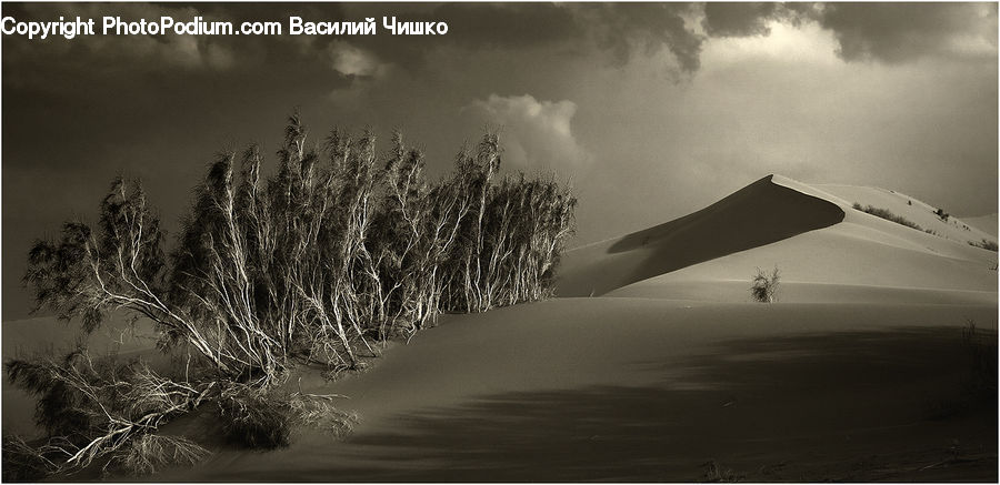 Outdoors, Sand, Soil, Grass, Plant, Reed, Dune
