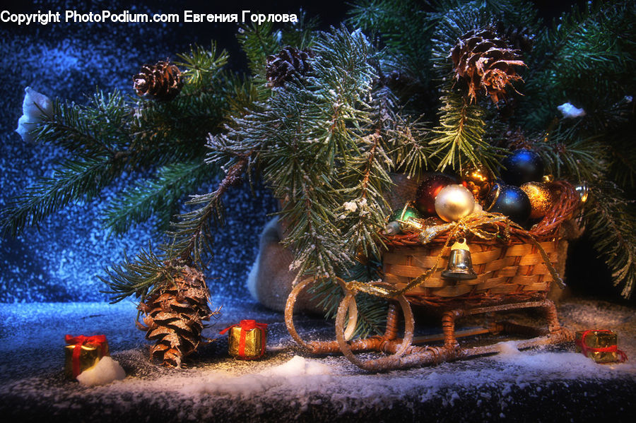 Conifer, Fir, Plant, Tree, Pine, Spruce, Larch