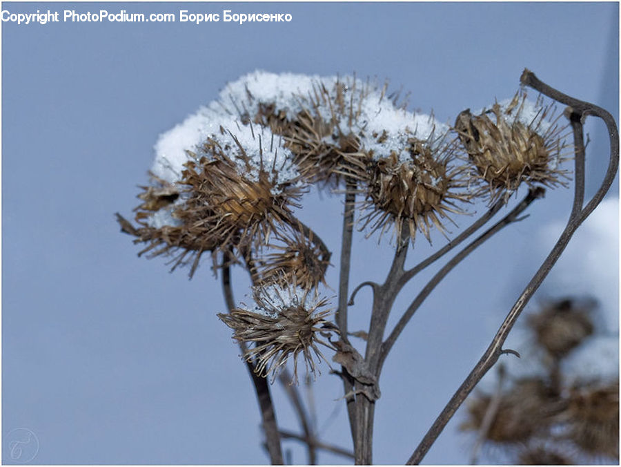Grass, Plant, Reed, Dandelion, Flower, Conifer, Fir