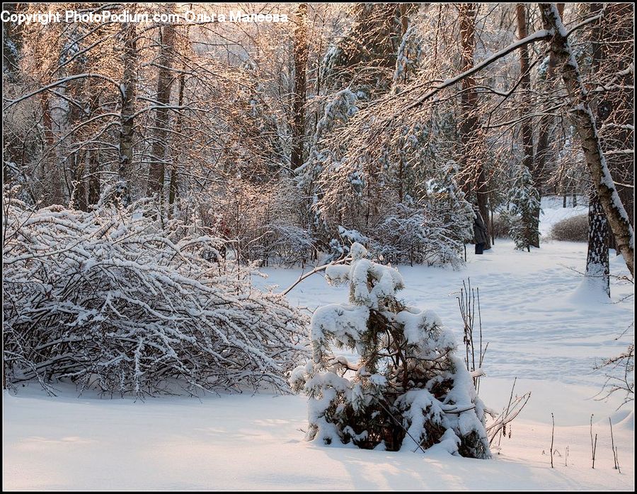 Ice, Outdoors, Snow, Landscape, Nature, Scenery, Birch