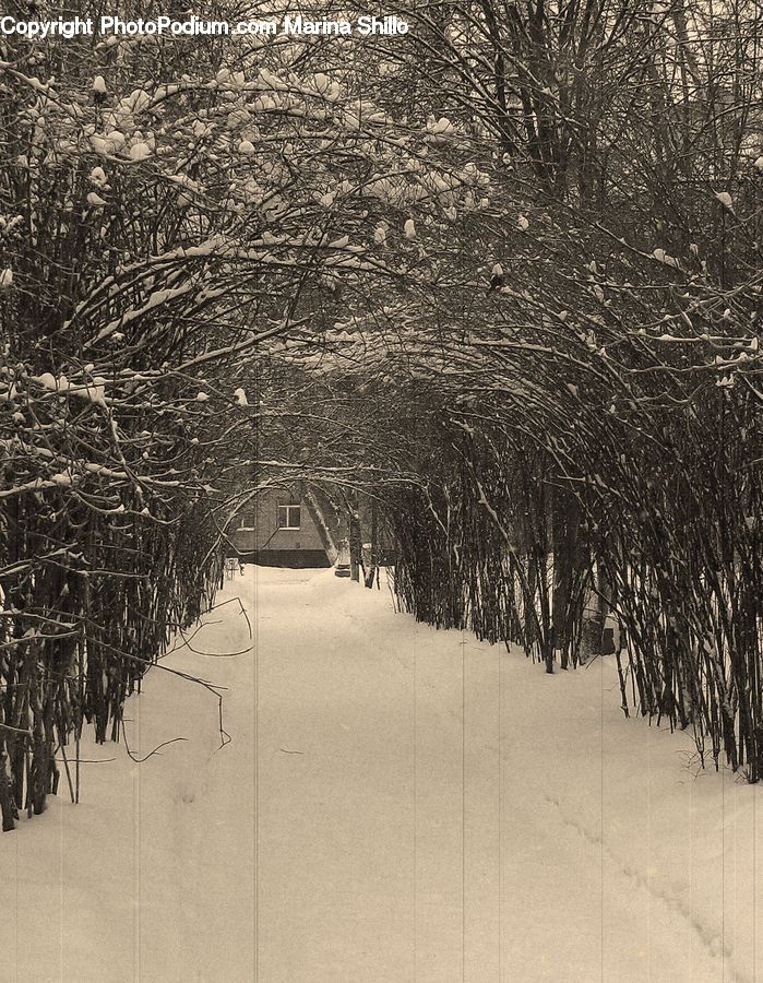 Path, Trail, Plant, Tree, Birch, Wood, Fir