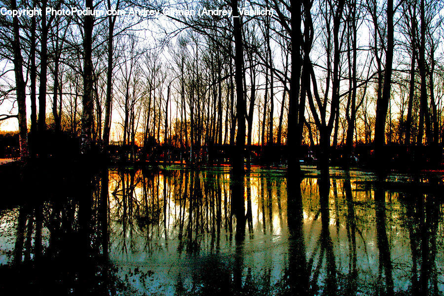 Land, Marsh, Outdoors, Swamp, Water, Forest, Vegetation