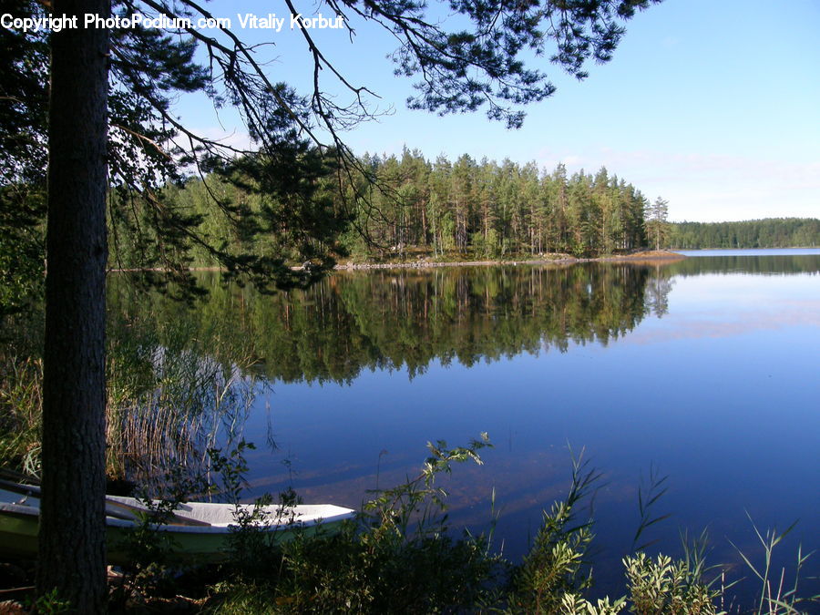 Lake, Outdoors, Water, Pond, Conifer, Fir, Plant