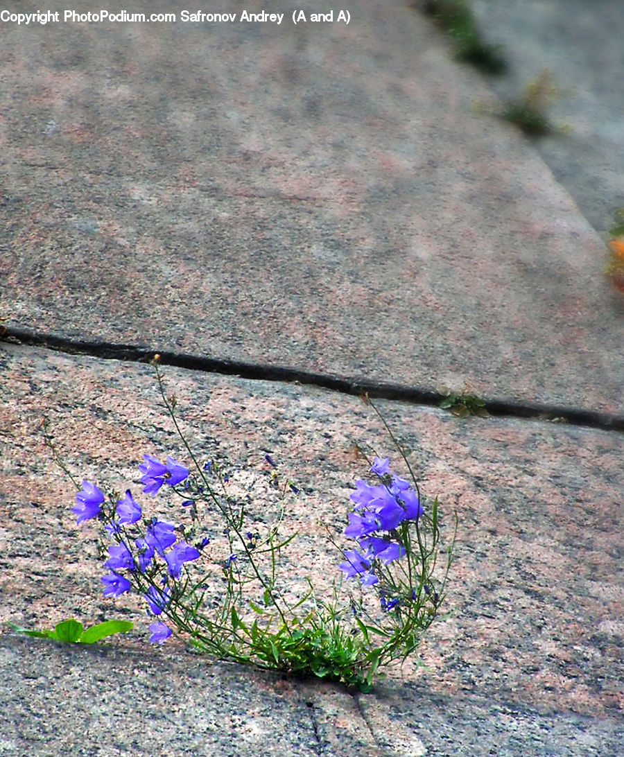 Fiber, Flax, Flora, Flower, Plant, Iris, Blossom