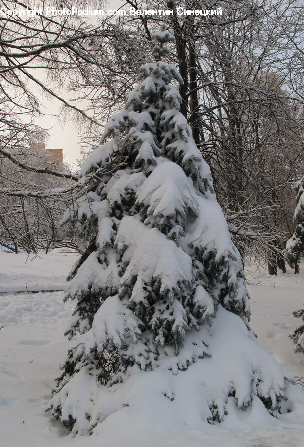 Ice, Outdoors, Snow, Forest, Vegetation, Conifer, Fir