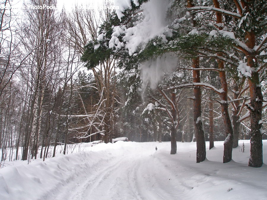 Ice, Outdoors, Snow, Oak, Tree, Wood, Plant