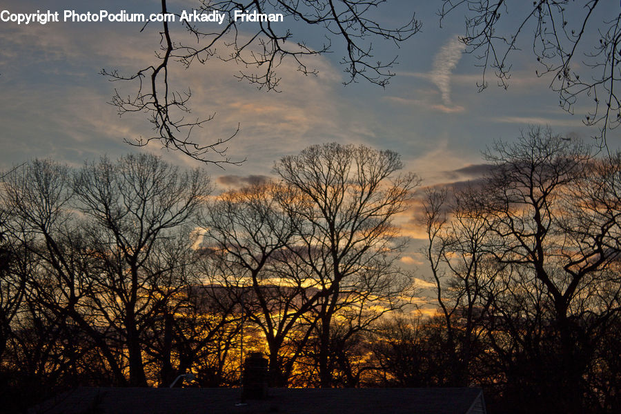 Dawn, Dusk, Red Sky, Sky, Sunrise, Sunset, Plant