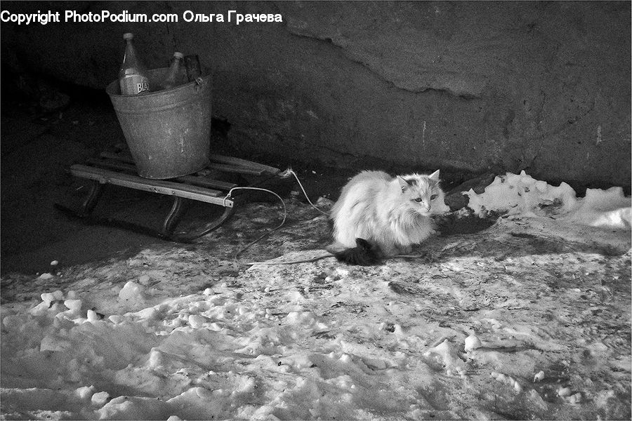 Bucket, Animal, Angora, Cat, Kitten, Mammal, Pet