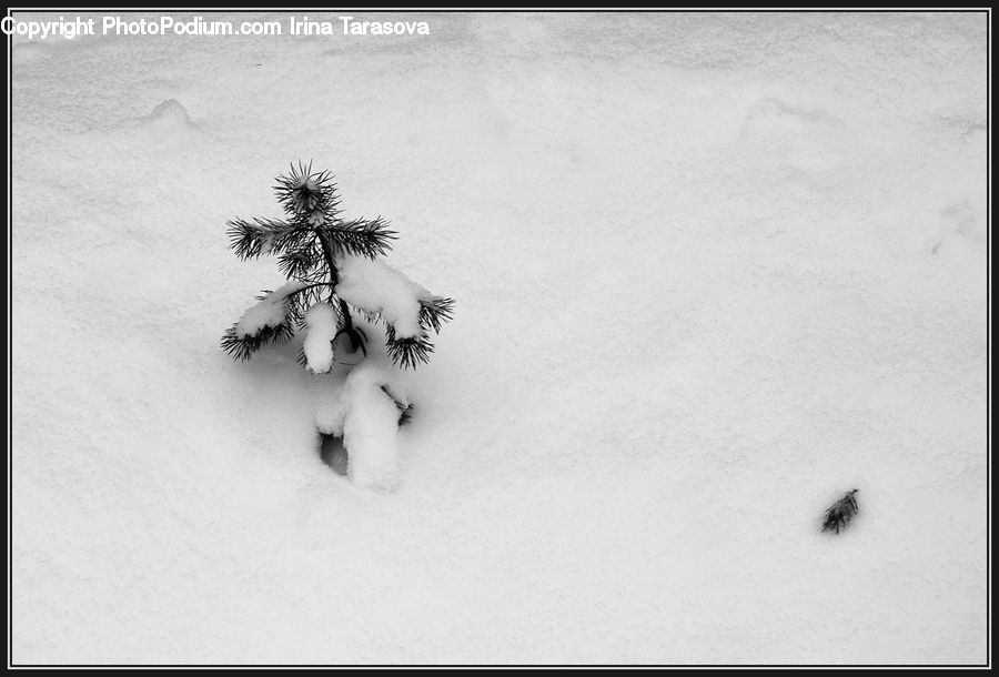 Palm Tree, Plant, Tree, Conifer, Fir, Pine, Spruce