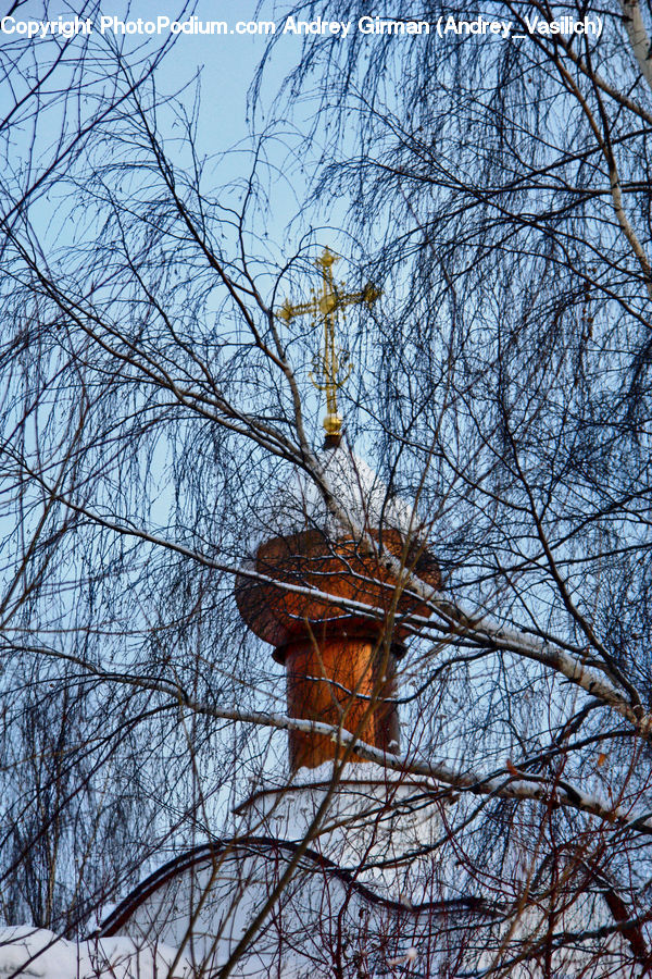 Cabin, Tree House, Birch, Tree, Wood, Plant, Conifer