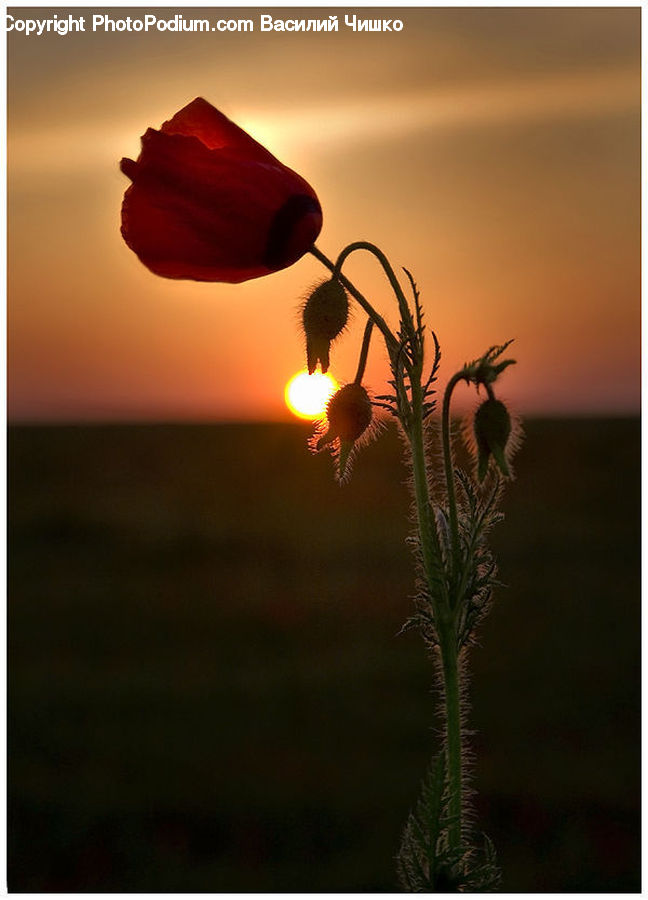 Flare, Light, Sunlight, Plant, Potted Plant, Blossom, Flora