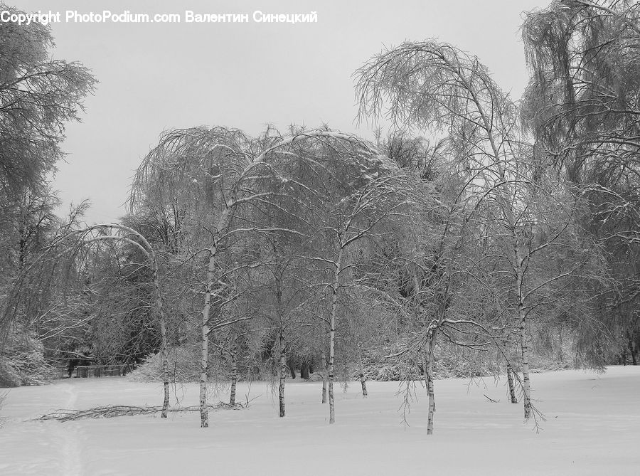 Ice, Outdoors, Snow, Plant, Tree, Forest, Vegetation