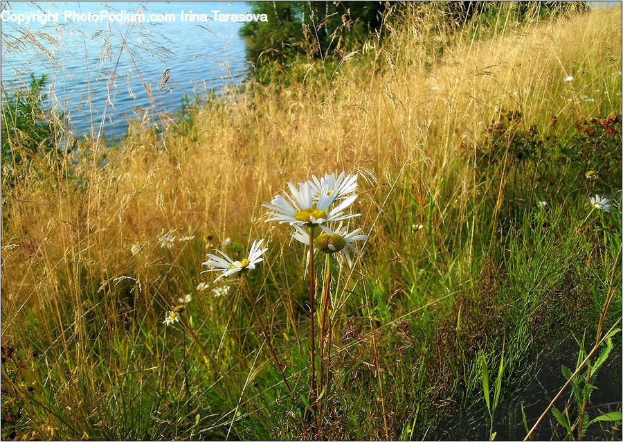 Field, Grass, Grassland, Plant, Daisies, Daisy, Flower