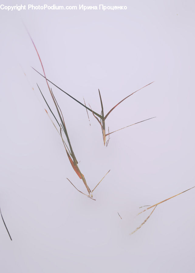 Insect, Invertebrate, Mosquito, Field, Grass, Grassland, Plant