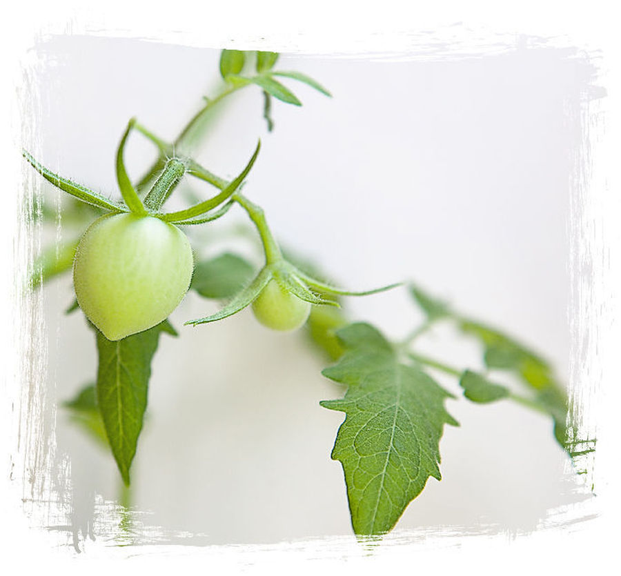 Leaf, Plant, Fruit, Grapes, Vine, Maple, Maple Leaf