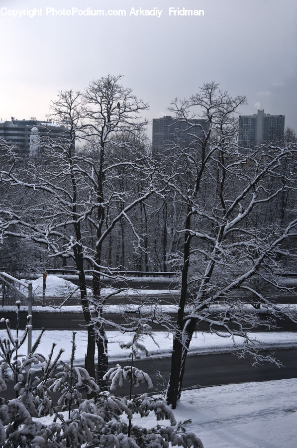 Ice, Outdoors, Snow, Frost, Plant, Tree, Water