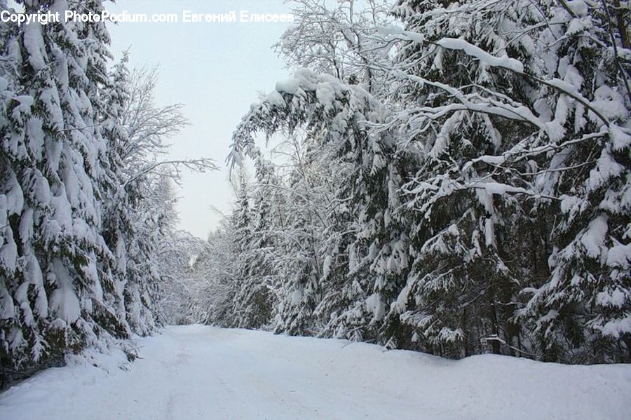Ice, Outdoors, Snow, Conifer, Fir, Plant, Tree