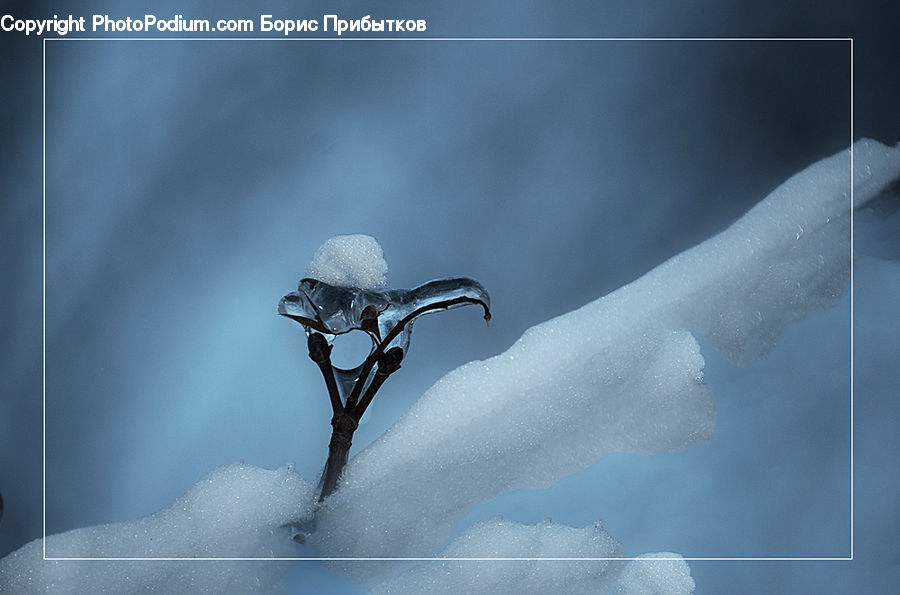 Bird, Crane Bird, Heron, Ice, Outdoors, Snow, Booby