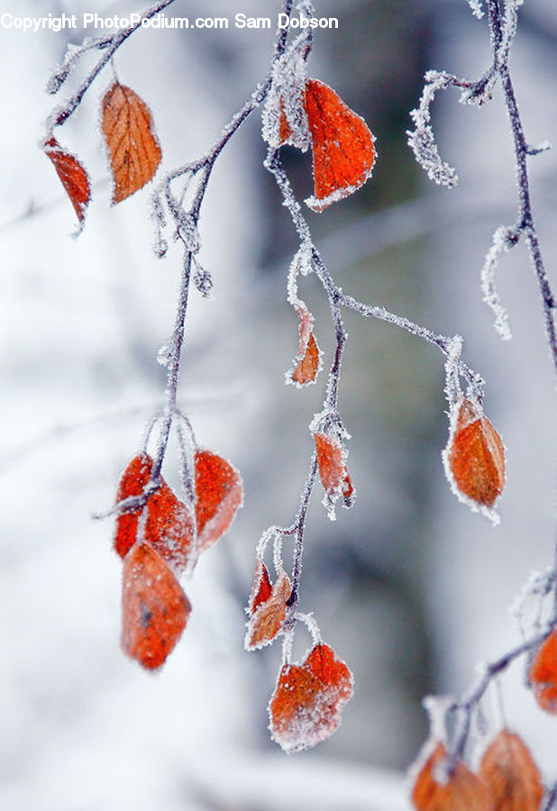 Frost, Ice, Outdoors, Snow, Ornament, Accessories