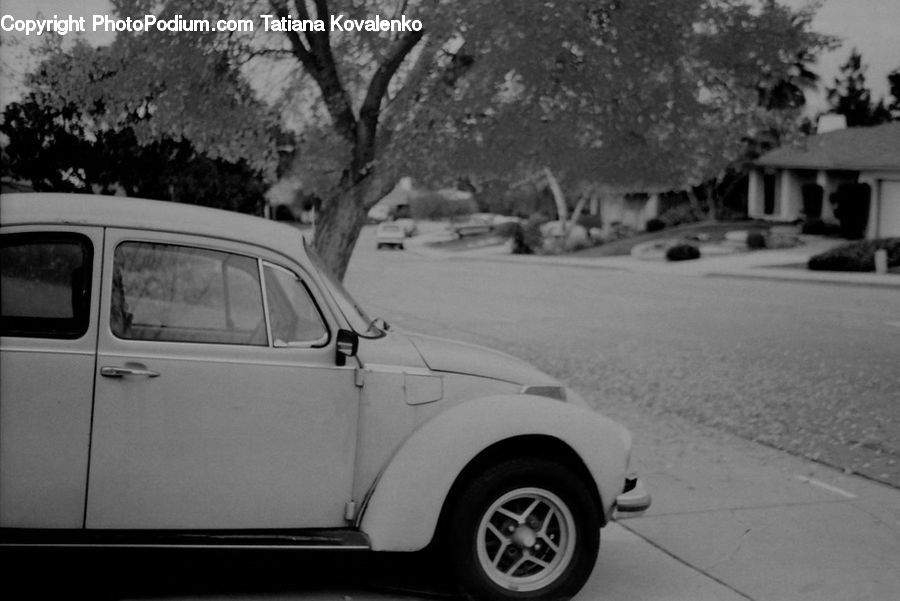 Plant, Potted Plant, Automobile, Car, Vehicle, Sedan, Ruins