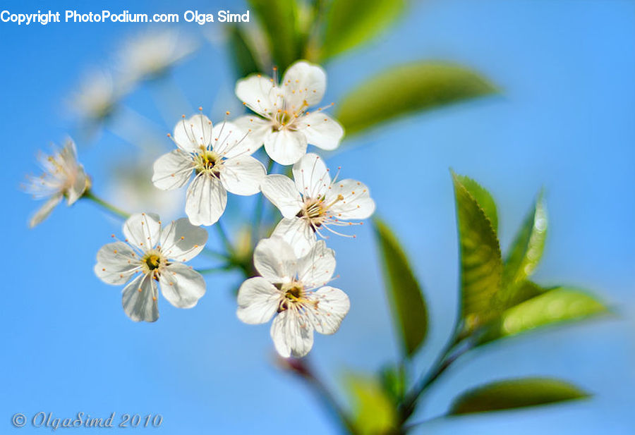 Blossom, Flora, Flower, Plant, Cherry Blossom, Petal, Anther