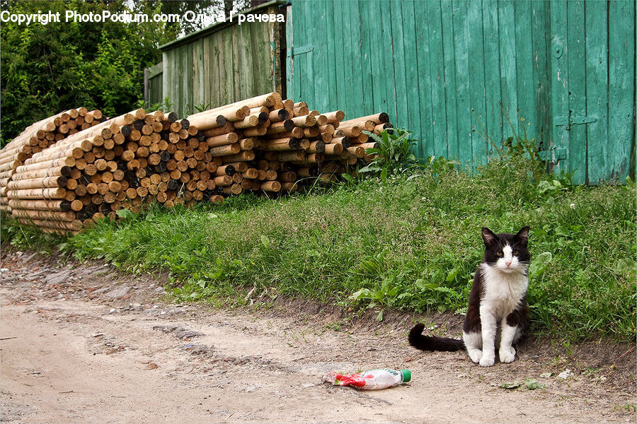 Animal, Adorable, Backyard, Yard