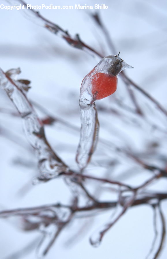 Ice, Outdoors, Snow, Hip Fruit, Bird, Birch, Tree