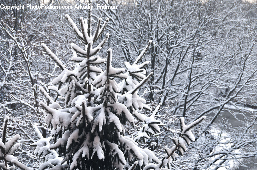 Ice, Outdoors, Snow, Plant, Tree, Art, Modern Art